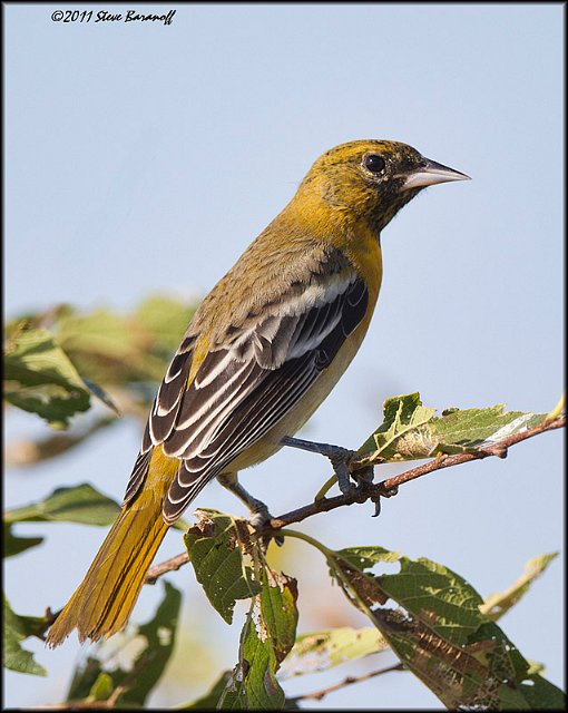 _1SB0262 orchard oriole.jpg